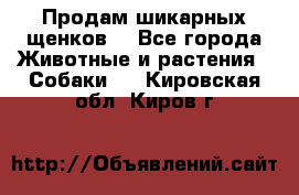 Продам шикарных щенков  - Все города Животные и растения » Собаки   . Кировская обл.,Киров г.